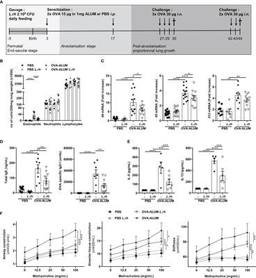 Maternal Lactobacillus rhamnosus administration impacts neonatal CD4 T-cell activation and prevents murine T helper 2-type allergic airways disease